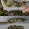bren daphne larva2 volg